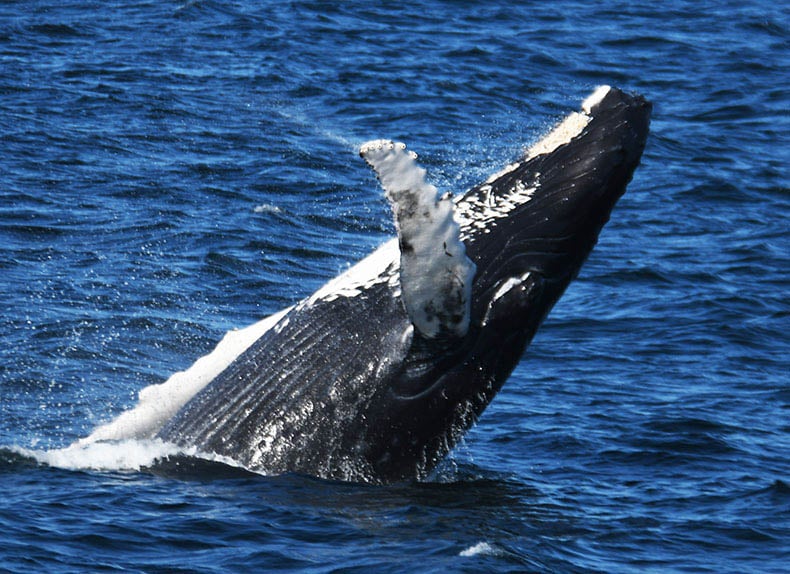 08-24-23 230pm Baby Whale Tries To Go To Space by